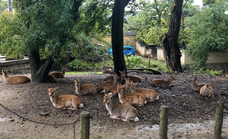 A group of deer sitting together at Nara deer park