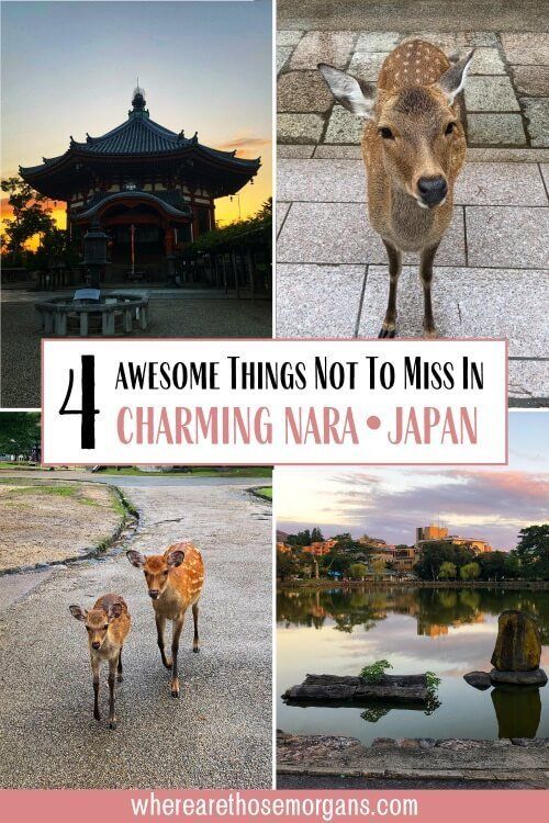 4 Awesome things not to miss in charming Nara Japan day trip from Osaka or Kyoto