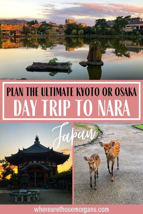Plan the ultimate Kyoto or Osaka day trip to nara Japan