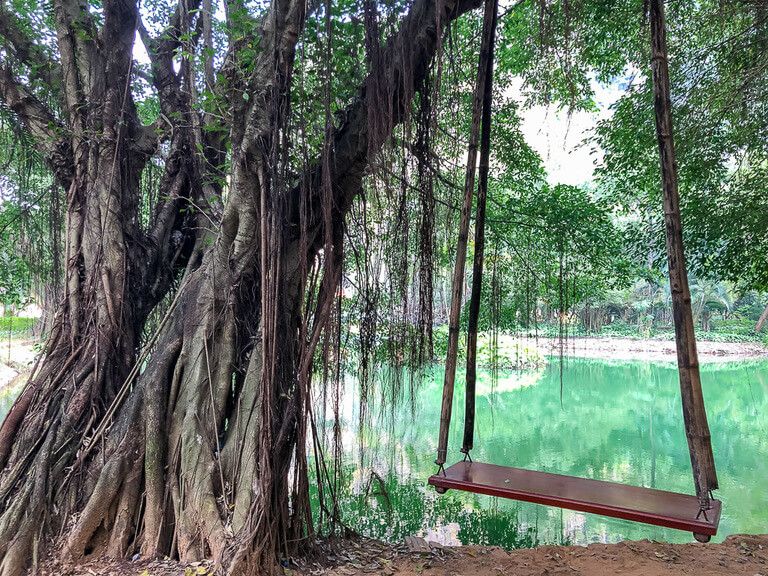 A wooden swing next to an interesting tree and green pool