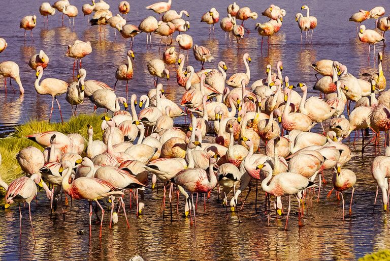 dozens of flamingoes feeding and wading in lake near San Pedro