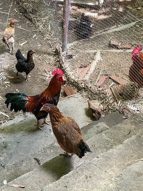 Chickens walking around a staircase