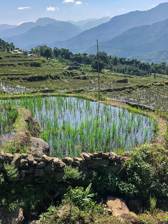 Rice terraces after being waterlogged  from heavy rain in the Muong Hoa Valley