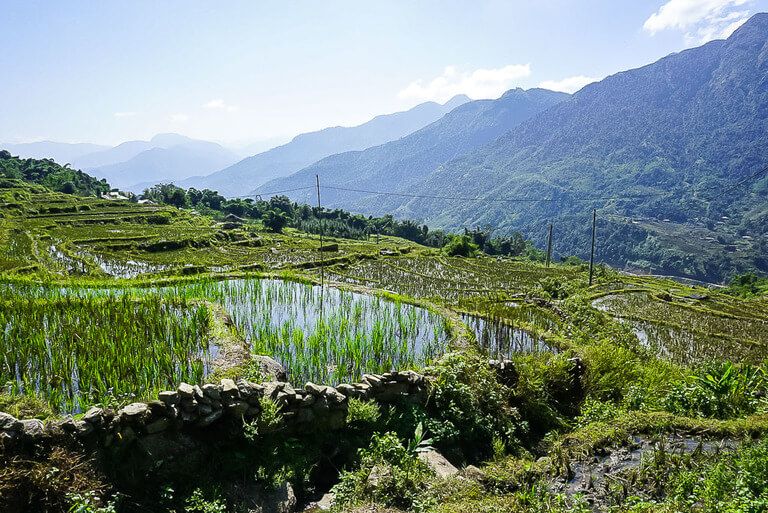 deep green rice plants reflecting in pool of water in sapa vietnam