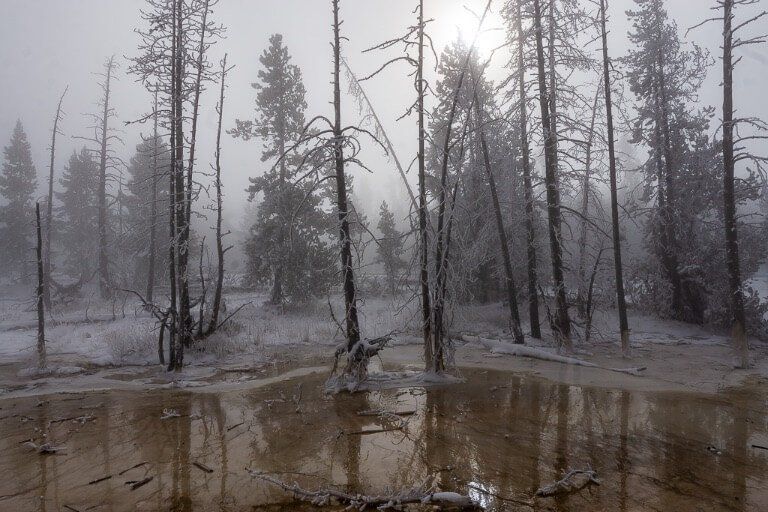 Yellowstone dead trees in eerie mist with sun blocked