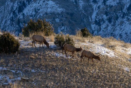 mule deer walking on a hill close to mammoth hot springs