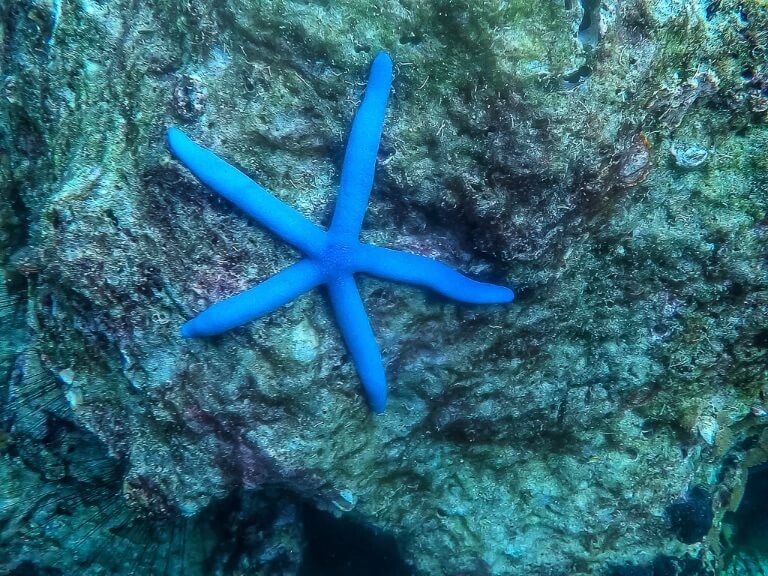 Enormous blue starfish spread out on a rock in Thailand