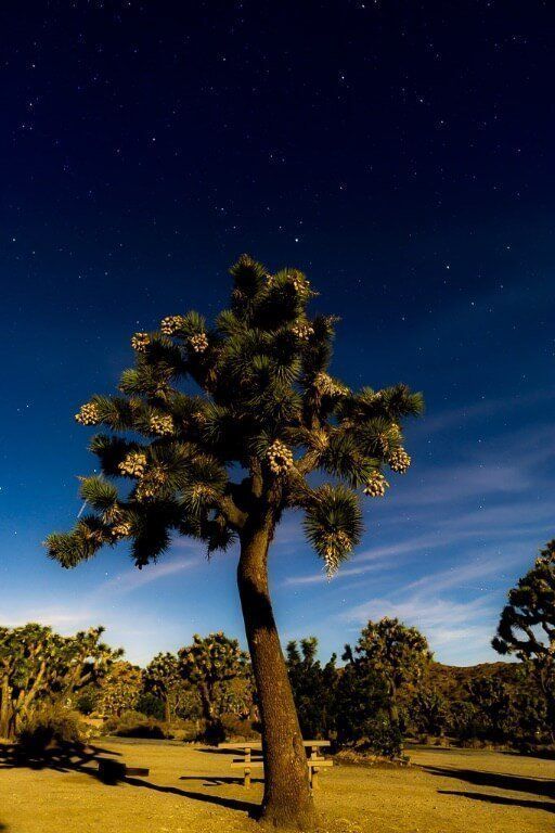 Day trip to Joshua Tree national park California stars behind tree illuminated by camera flash