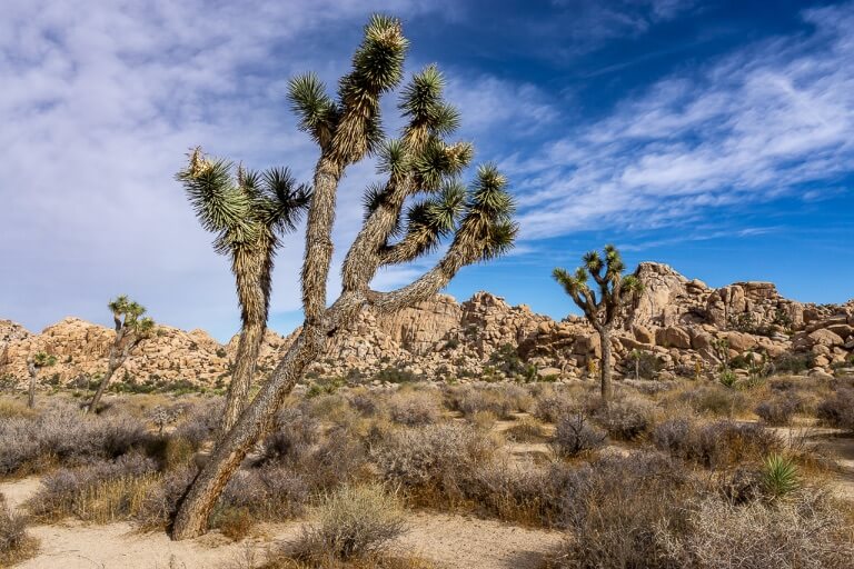 Joshua Tree Day Trip, California: The Perfect One Day Road Trip Itinerary