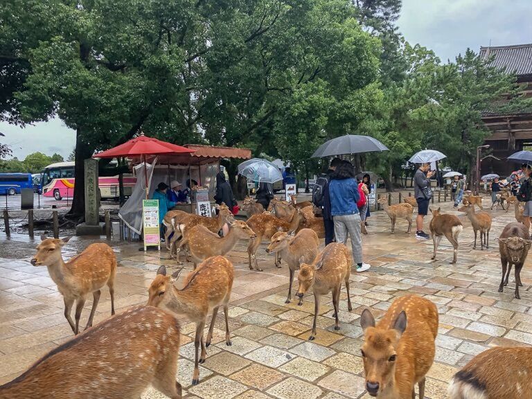 Dozens of wet deer walking around Nara Deer Park with tourists holding umbrellas in rainy Japan