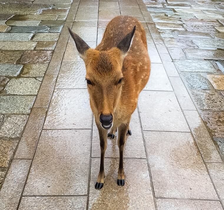 One deer standing alone wet on a pavement in Nara deer park Japan