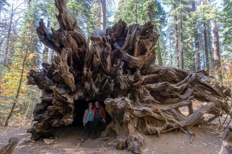 Mark Kristen inside a fallen sequoia tree