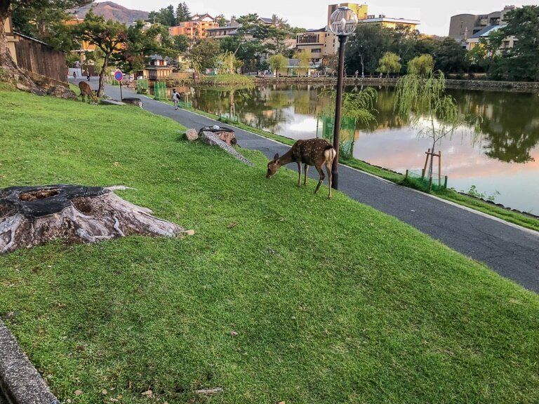 A deer feeding on grass near Nara lake on a day trip itinerary Japan ancient capital
