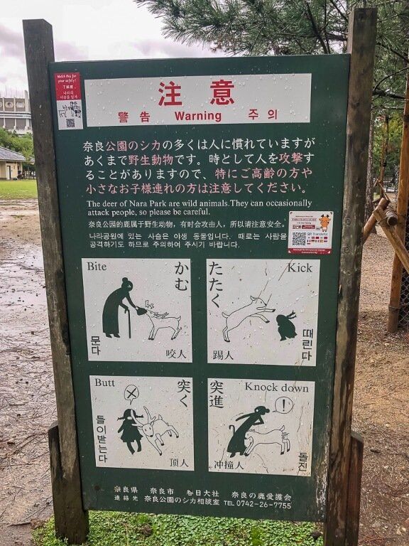 Avoid being injured by deer at Nara park follow the instructions!