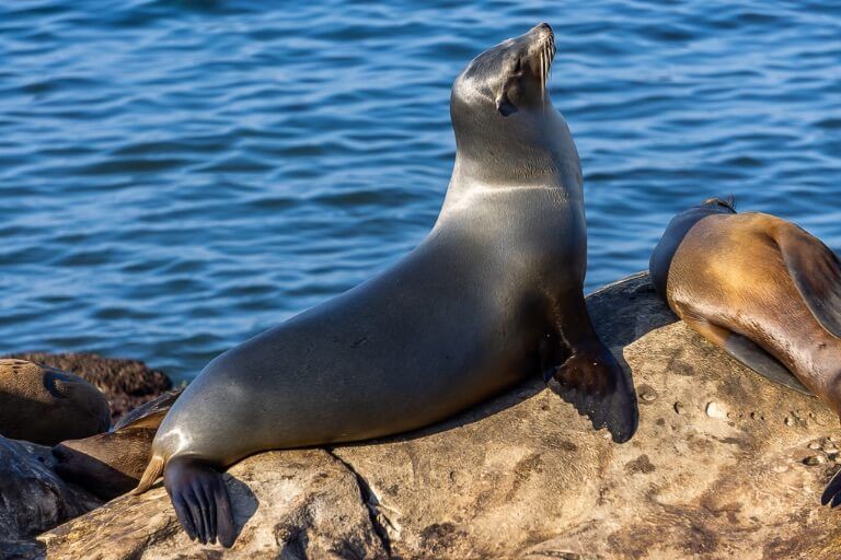 Sealion perched on a rock in La Jolla San Diego Itinerary