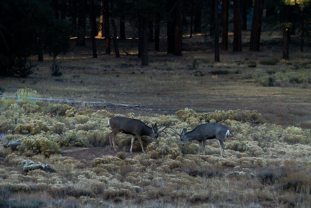 Deer play fighting at dawn in utah