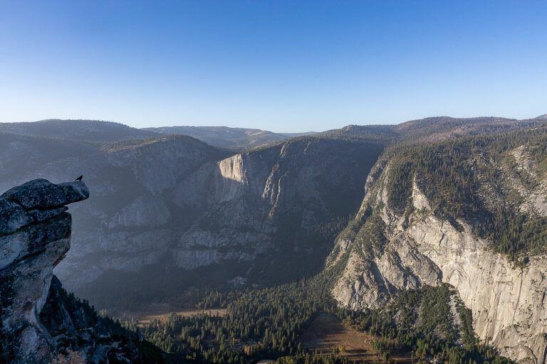 Bird perched on a ledge towering over impressive yosemite valley below