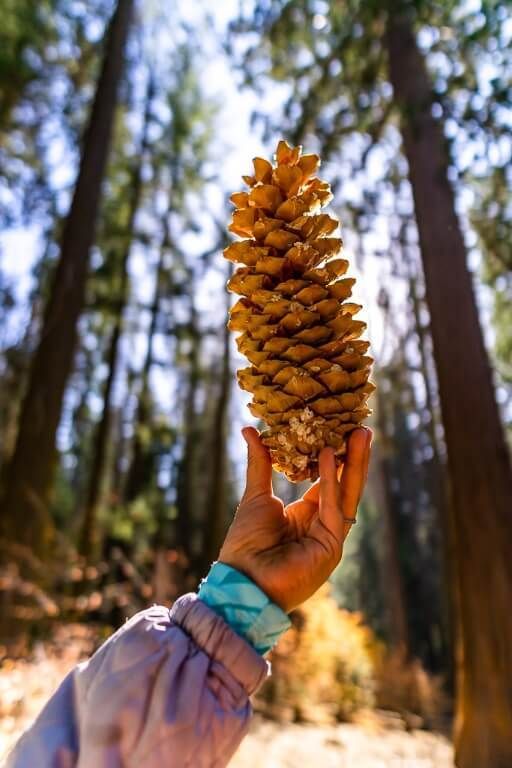 Kristen holding a pine cone up to the sun in a sequoia tree grove in california
