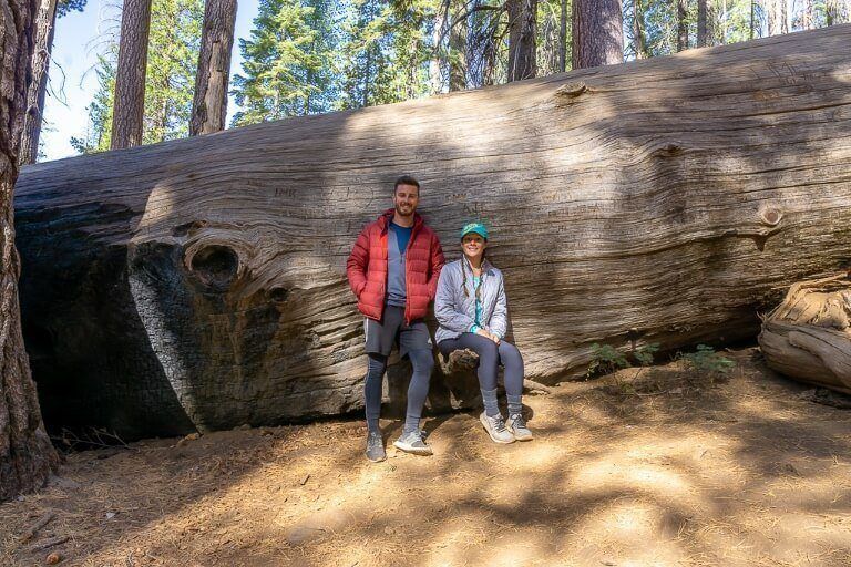 Mark and Kristen stood next to a fallen giant sequoia tree to show perspective of its girth