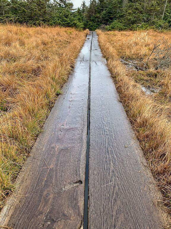 Wooden walkway boards through yellow wet grass