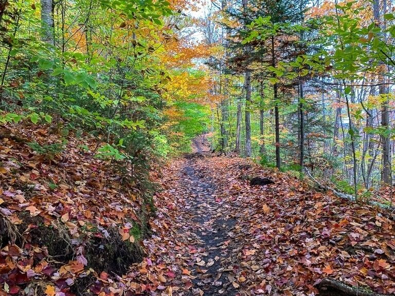 Stunning colors leaves on the ground in a forest trail in adirondack mountains ny