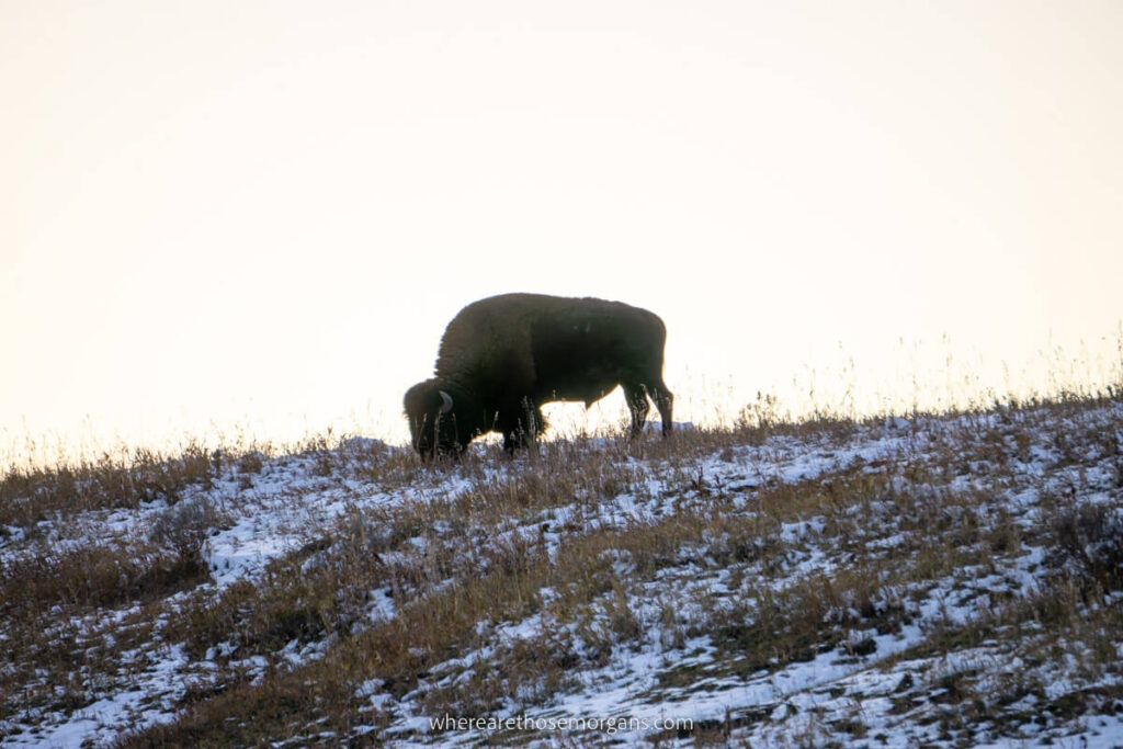 Bison silhouetted against a yellow sunset sky on the top of a hill