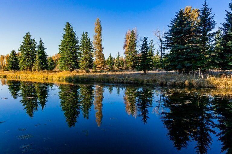 green and yellow trees with golden grass meadows reflecting on perfectly still dark blue river