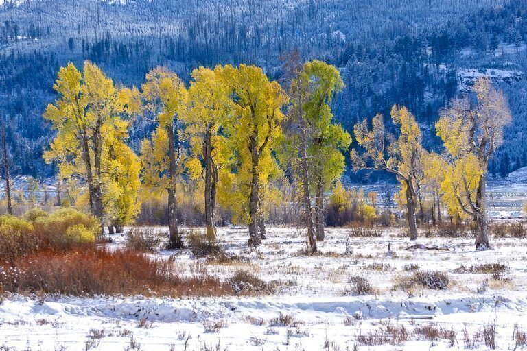 Gorgeous yellows and greens on leaves of trees surrounded by snow in fall
