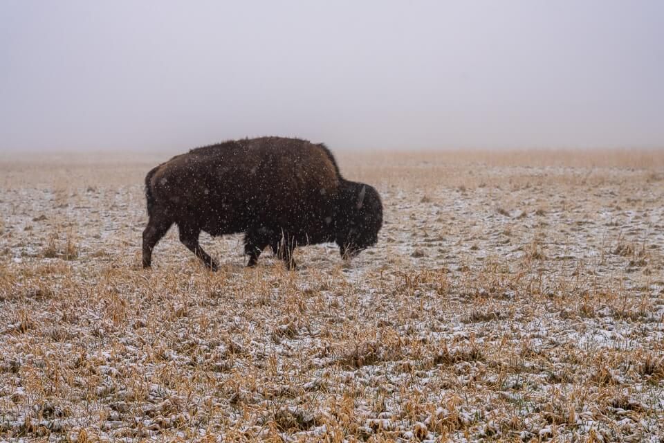 Bison walking on grass in snow and fog in south dakota
