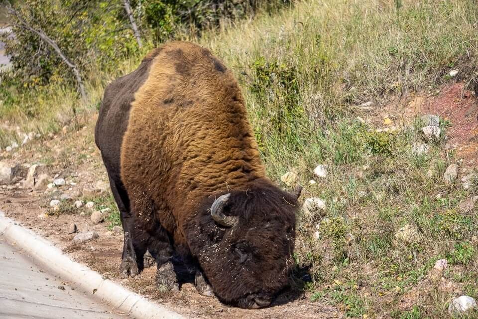 Close up photo of a huge bison walking along the edge of a road and eating grass