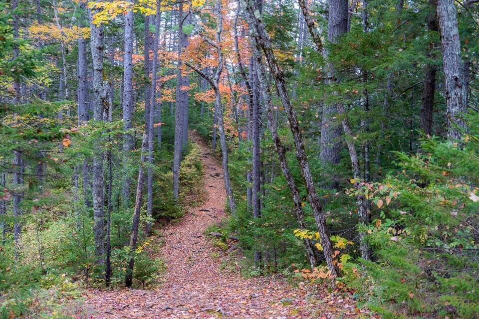 Forest trail with leaves on ground in new england