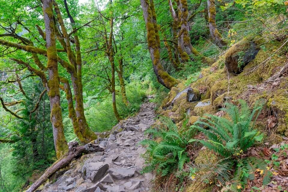 Gorgeous forest hike stone path with trees and green leaves in washington