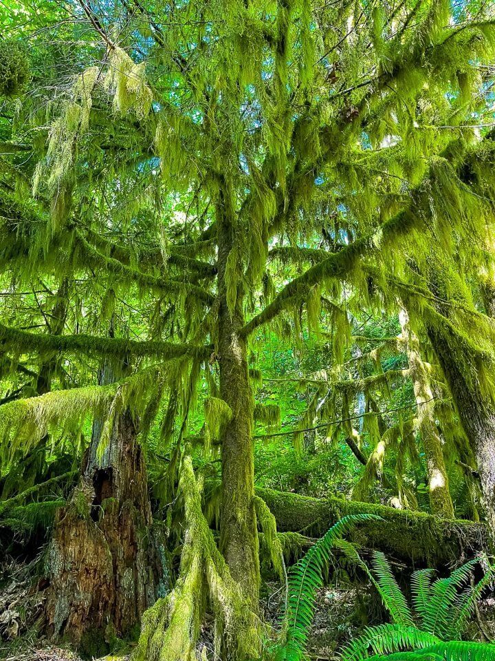 Hike in Washington Moss Covered Tree
