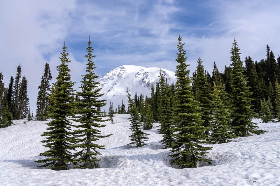 Volcano and trees covered in snow in washington