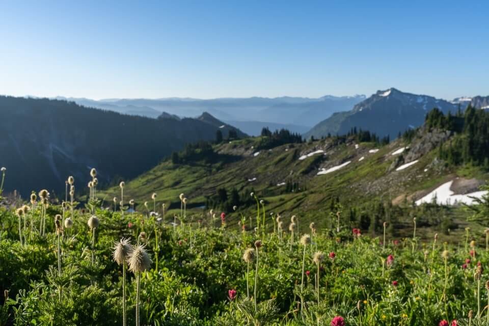 Flowers about to bloom on a mountainside in washington