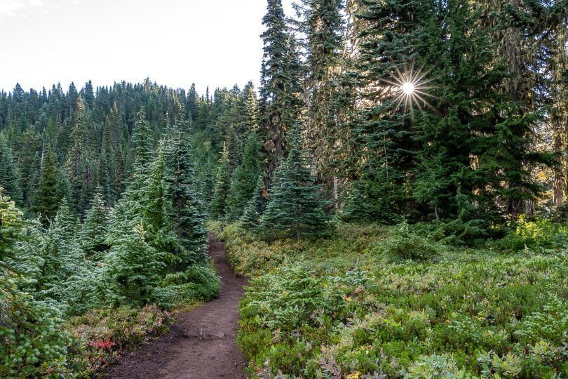 Meadows and lush green trees on tolmie peak trail hike in mt rainier national park