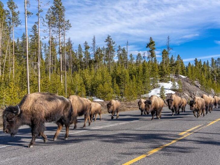 Visiting Yellowstone National Park In April