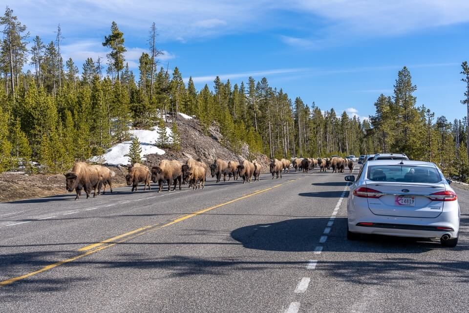 Cars stuck in a bison jam in yellowstone in april loads of bison walking on road