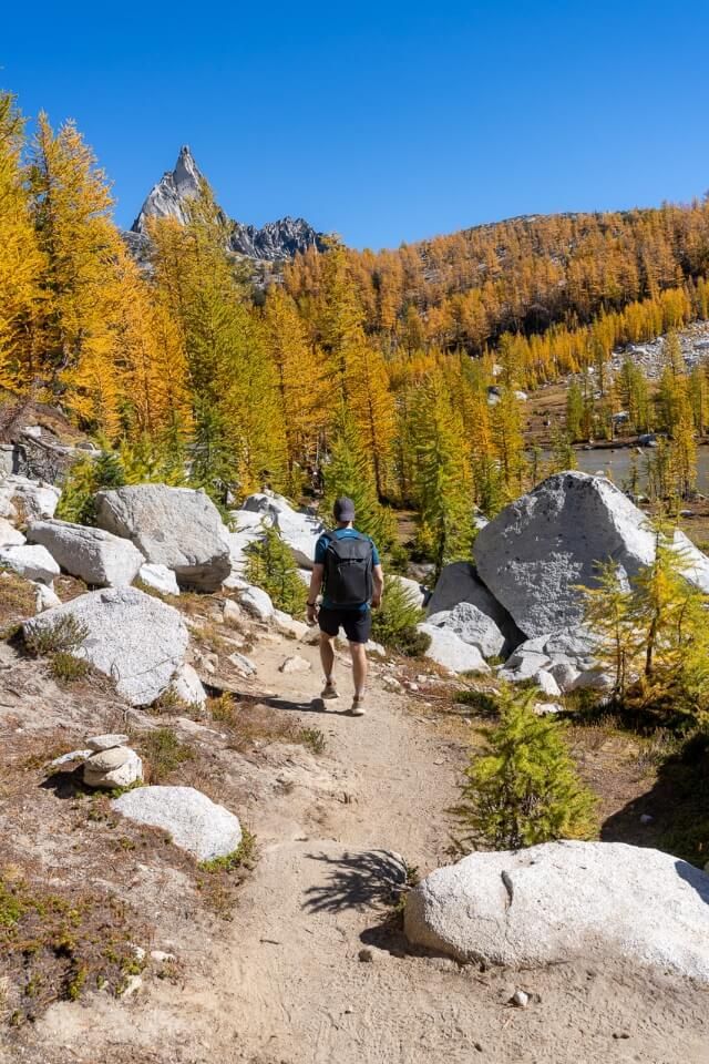 Mark on a gorgeous trail in washington blue sky golden larches