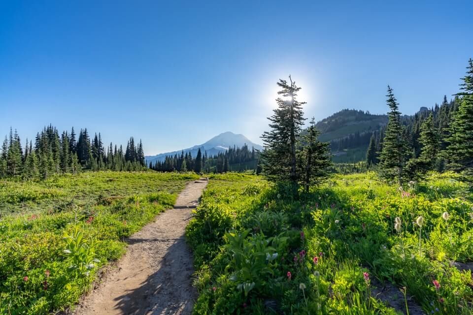 Huge open meadow on naches peak loop trail in mt rainier with bright strong sun behind a tree