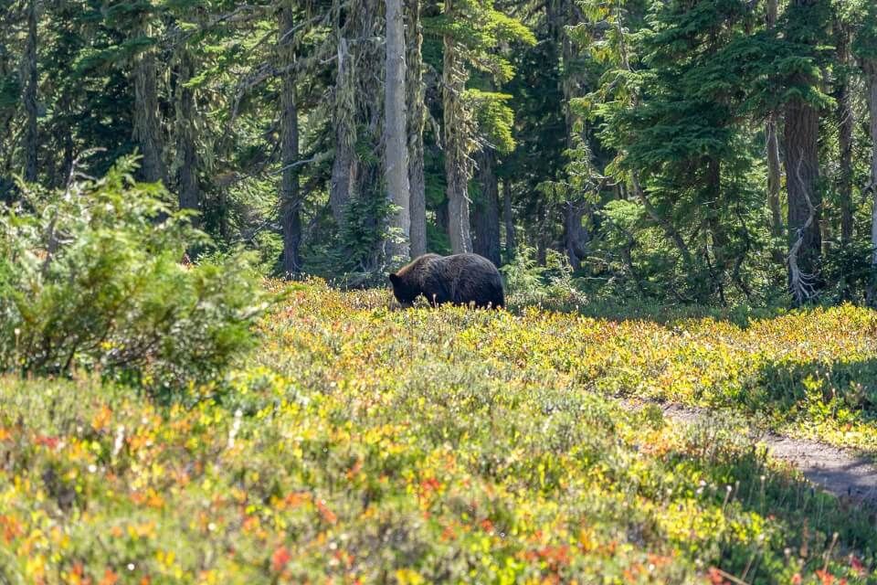 Bear walking among meadows eating berries in spray park trail mount rainier national park