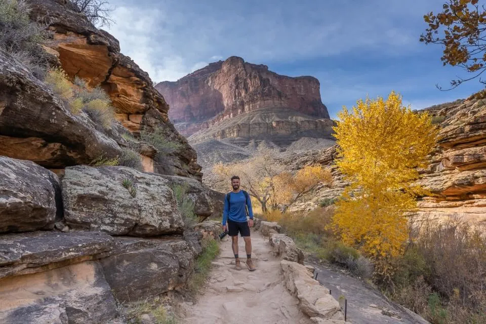 Beautiful golden yellow leaves on a tree deep inside grand canyon national park hiking bright angel trail in early winter