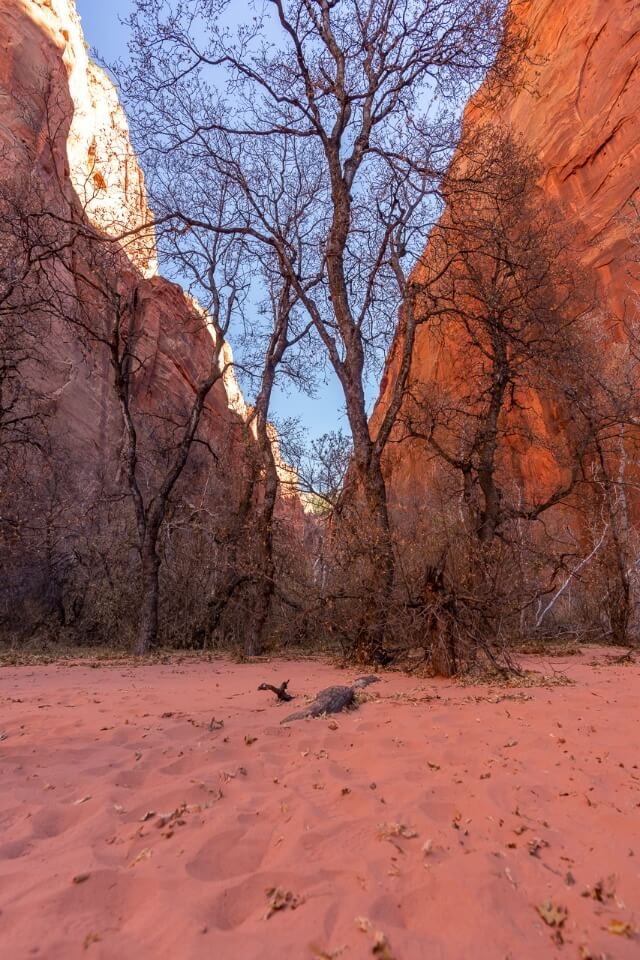 Coral pink sand flanked by enormous orange walls in zion national park