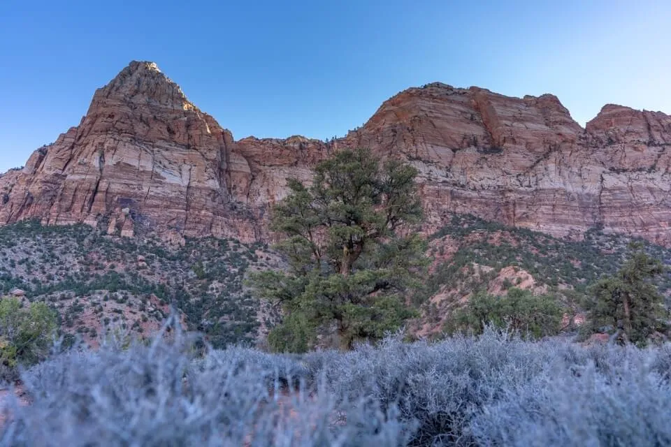 Frosty winter ice on plants winter when hiking in Utah at dawn