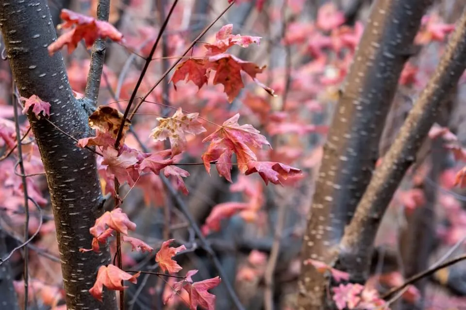 Pink Flowers in Fall best time to visit Zion National Park in Utah by season and month Spring Summer Fall or Winter Where Are Those Morgans