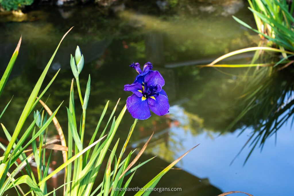 A beautiful blue flower near a pond in the Japanese Tea Garden