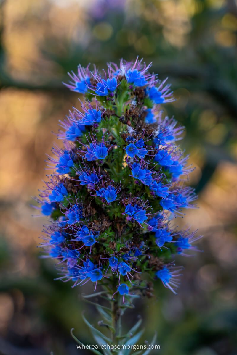 Close up view of a gorgeous blue flower