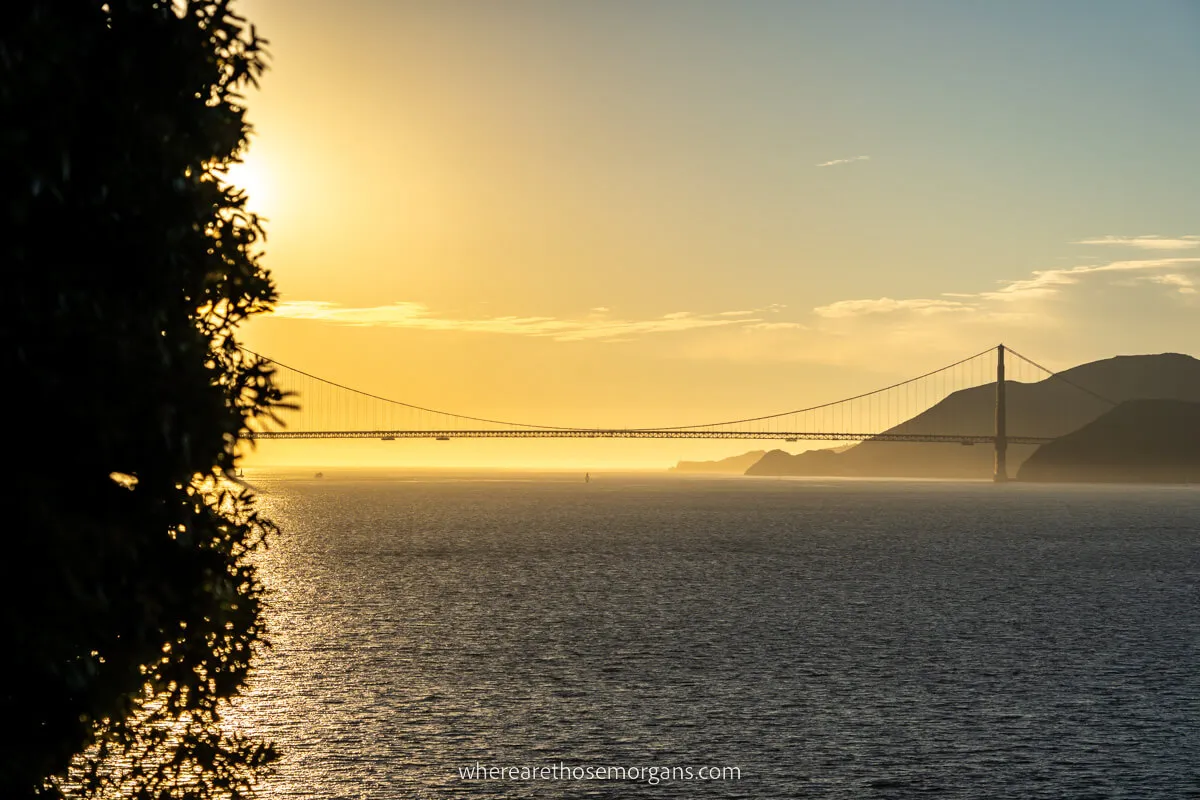 Tree blocking part of the sunset over the Golden Gate Bridge