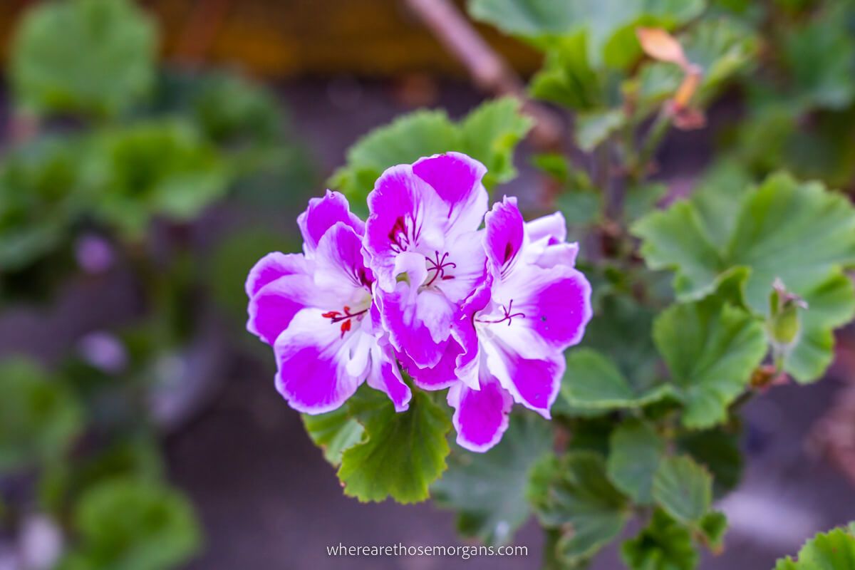 Close up view of a pretty purple flower