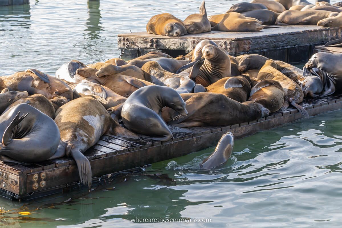 Sea Lions sleeping and playing at Pier 39 in SF